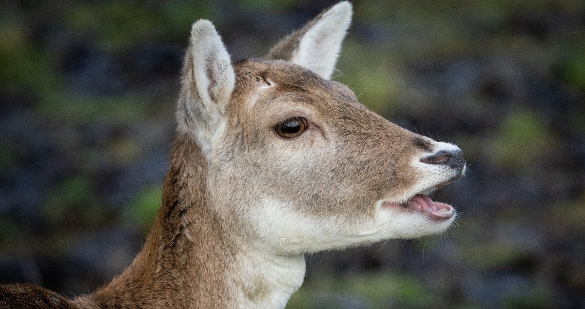 New York Police Handle A Case Of Mistaken Identity With Amusing 'Masked Suspect' Deer