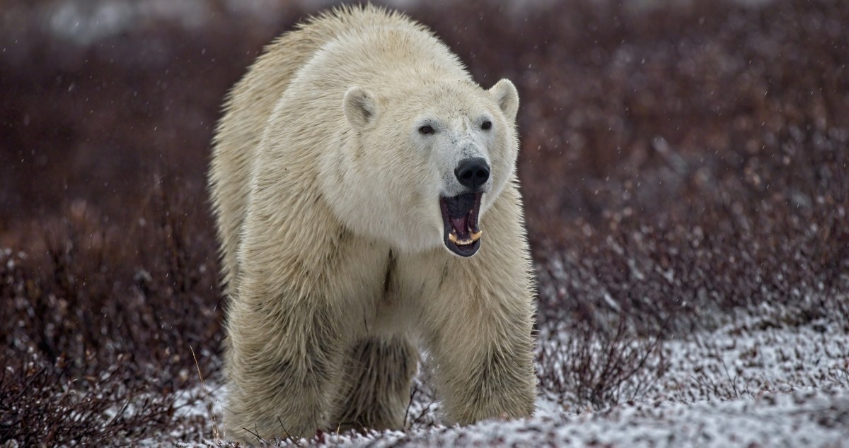 Paragliders Come Dangerously Close To Being Polar Bears' Lunch