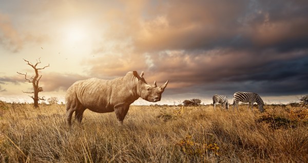 Rhino Calf And Baby Zebra Form Cutest Interspecies Friendship
