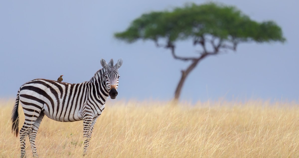 Rhino Calf And Baby Zebra Form Cutest Interspecies Friendship
