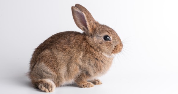 Woman Launches Impressive Rescue Of A Rabbit About To Drown