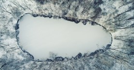Woman Opened Her Curtains And Got A Front Row Seat To Bears On Ice