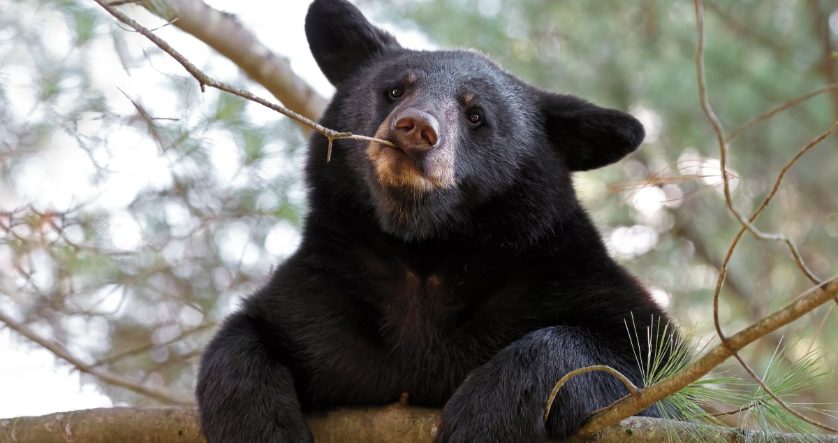 Woman Opened Her Curtains And Got A Front Row Seat To Bears On Ice