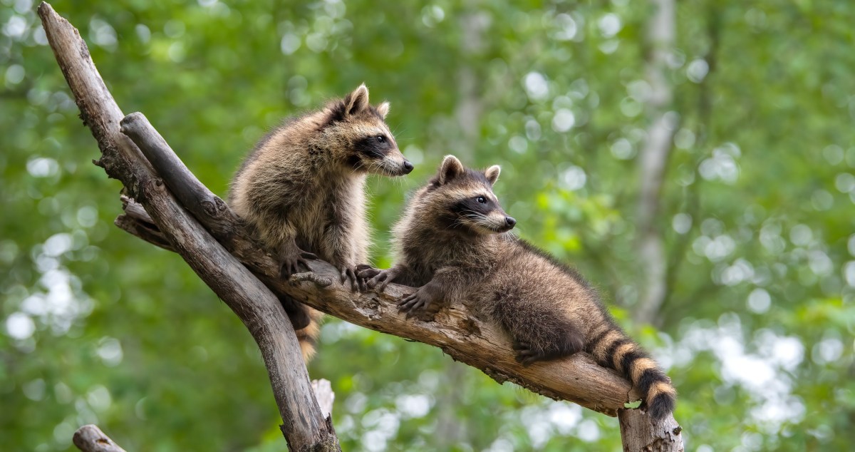 drunk raccoon has wild weekend