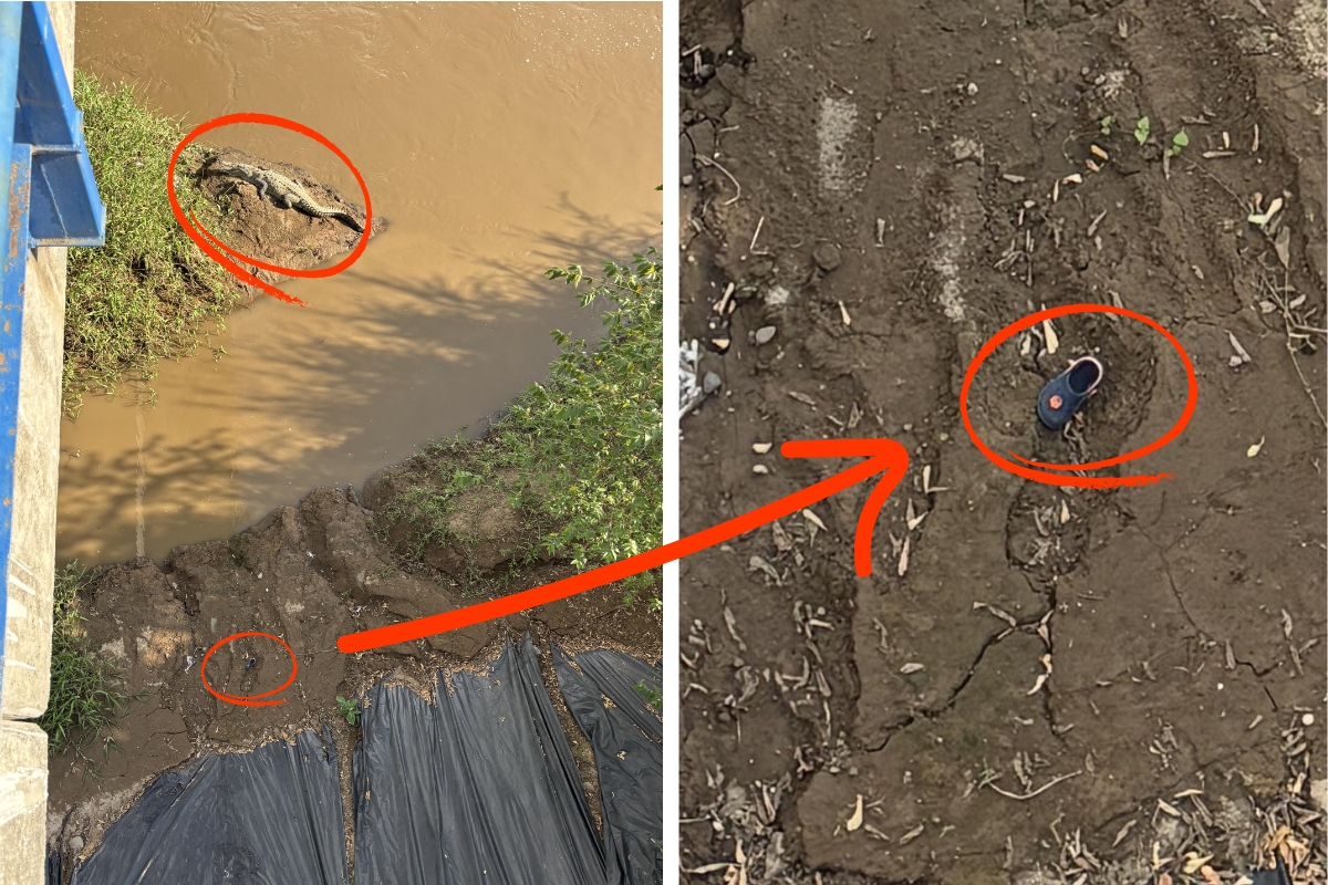 find the two crocs answer