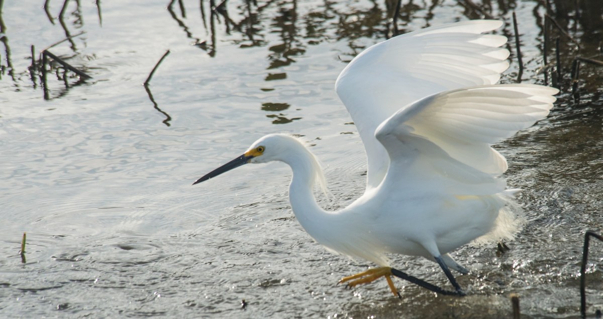 snowy egret