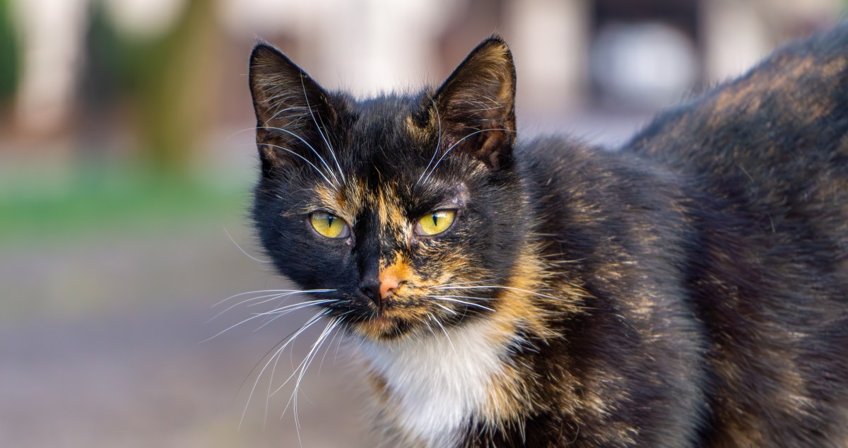 Flossie Celebrates Another Birthday And Takes Title Of Oldest Living Cat