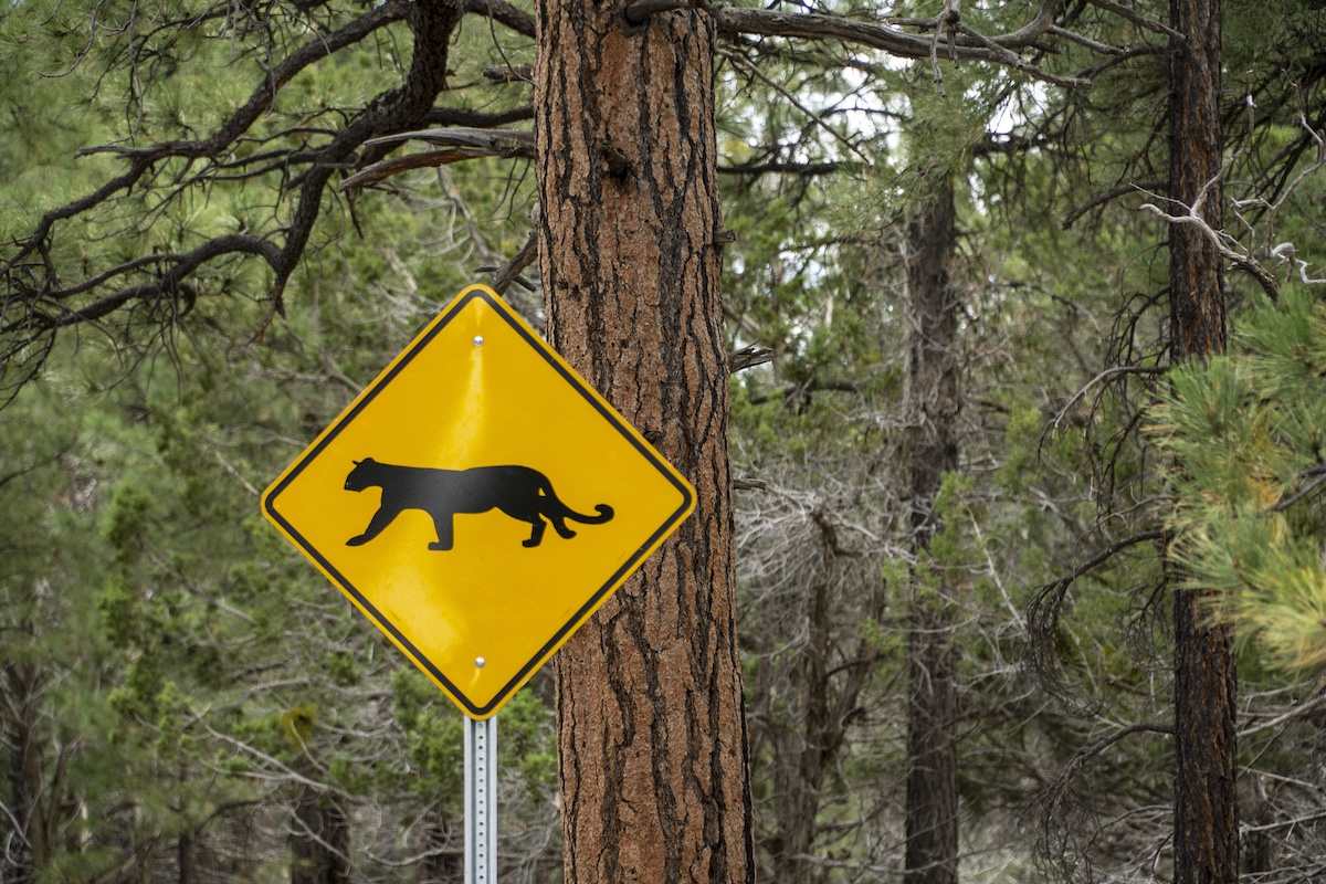 mountain lion attack human hiker colorado