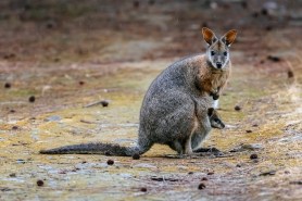 wallaby viral video