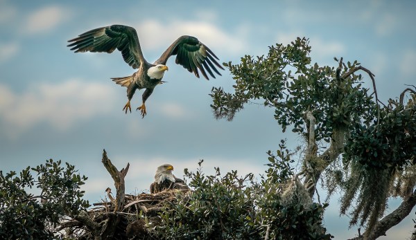 bald eagle eggs