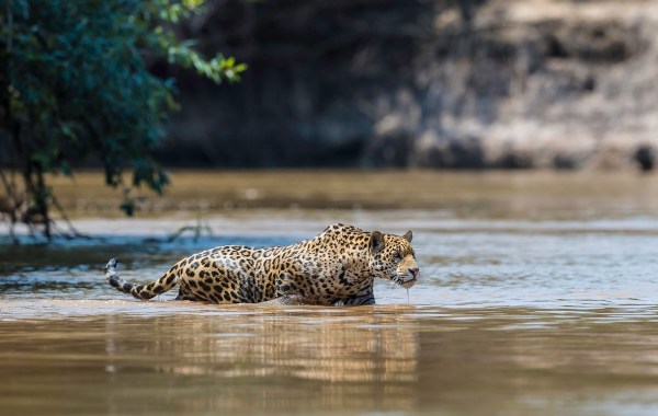 jaguar brazil