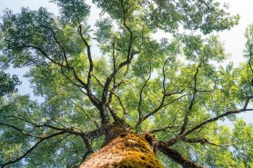 bear tree