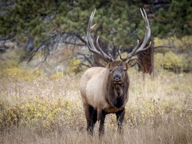 Bull Elk woman screamed