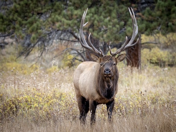 Bull Elk woman screamed