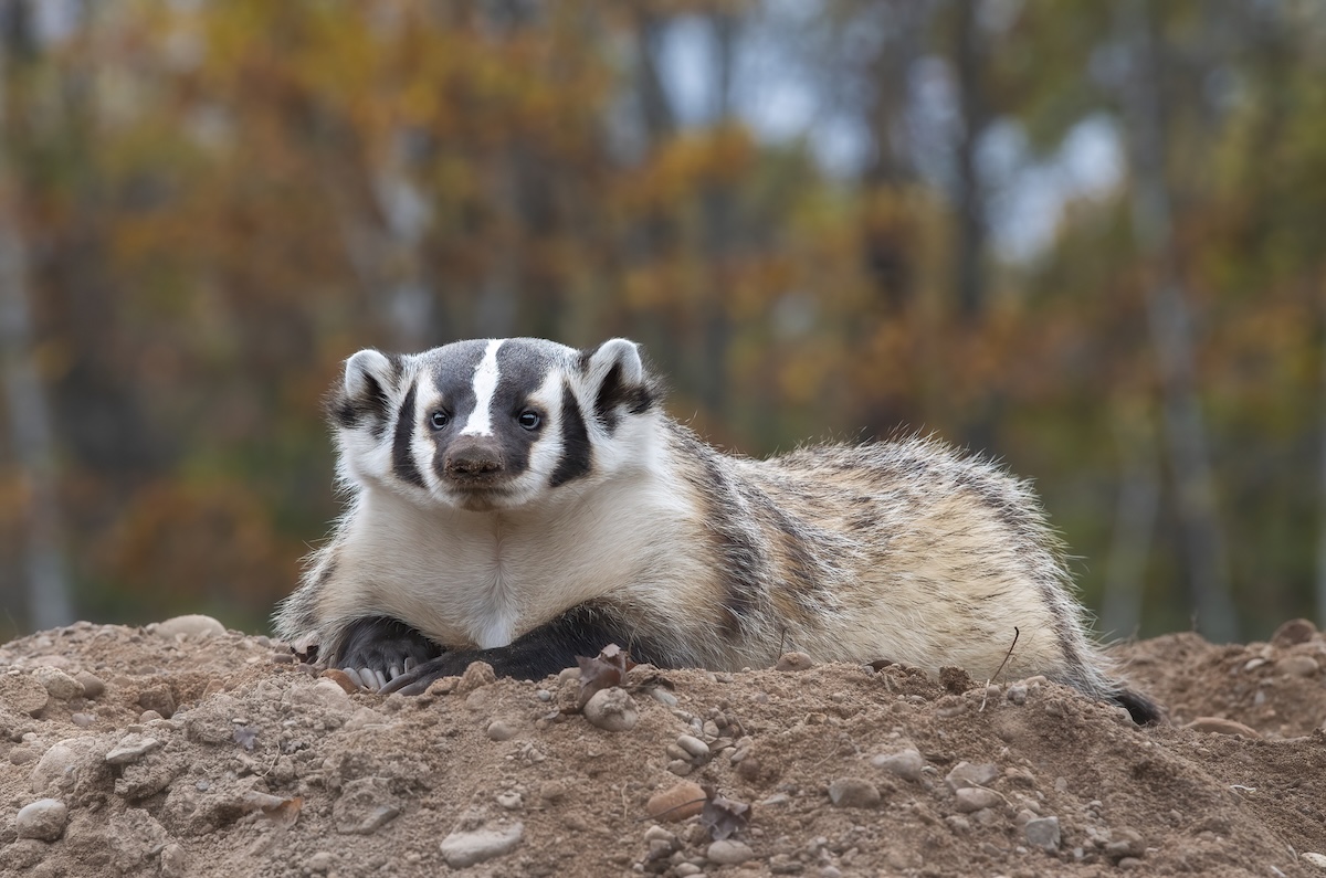 rare animal ohio badger