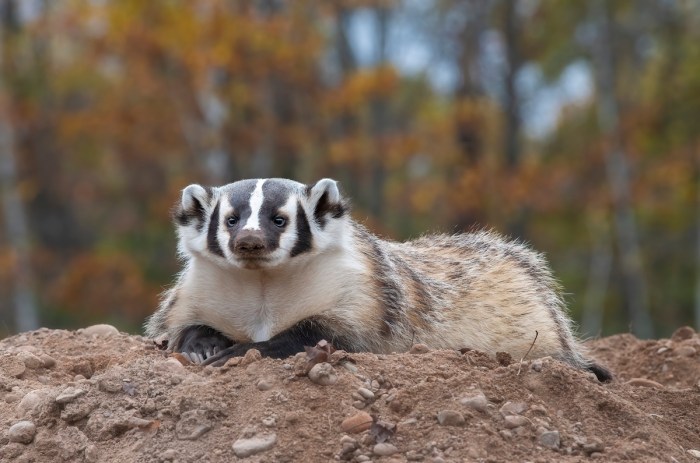 rare animal ohio badger
