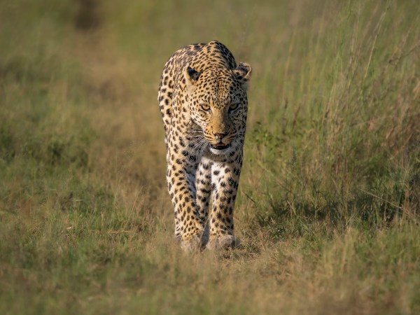 leopard driveway