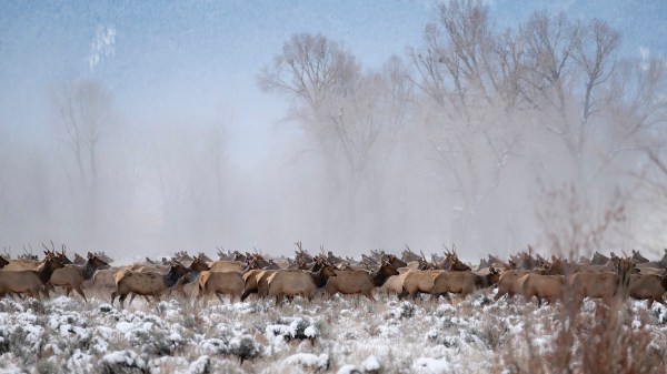elk herd school