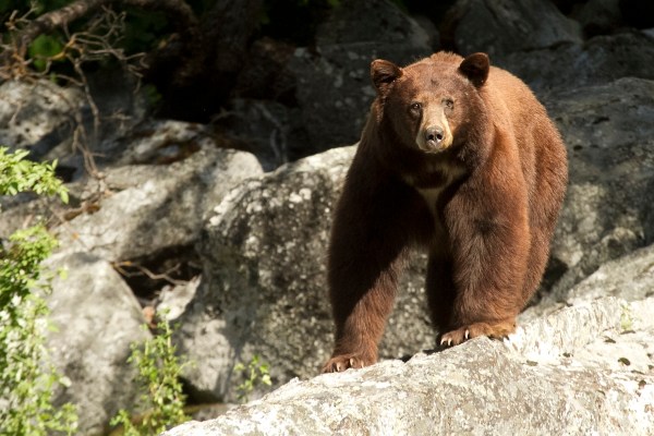 bear arizona
