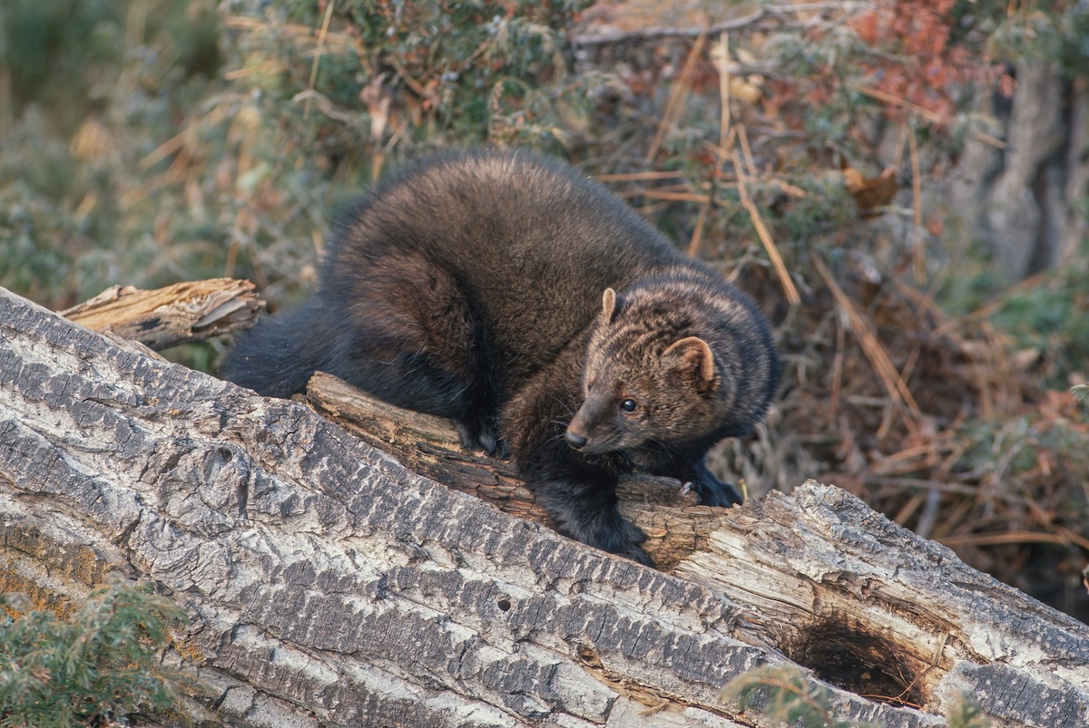 two rare animals wisconsin trail cam