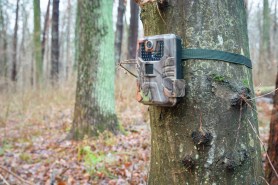 white elk trail cam