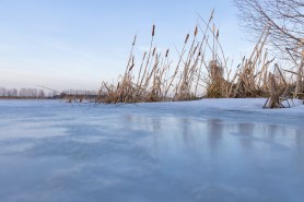 horse frozen pond rescue