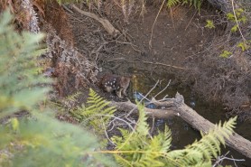 Tiger quoll rare aussies video