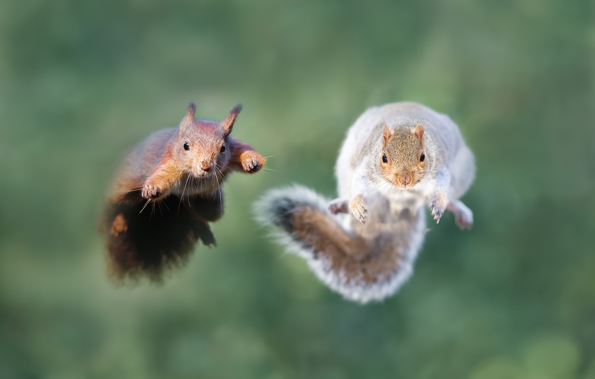kung fu squirrel