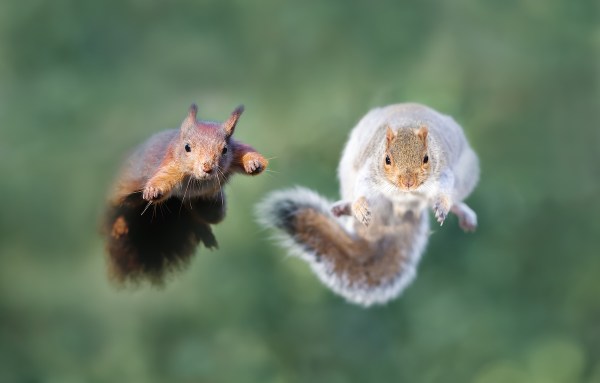 kung fu squirrel