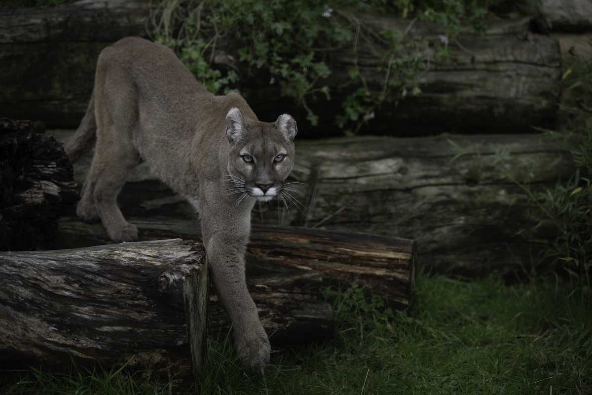mountain lion stalked hikers