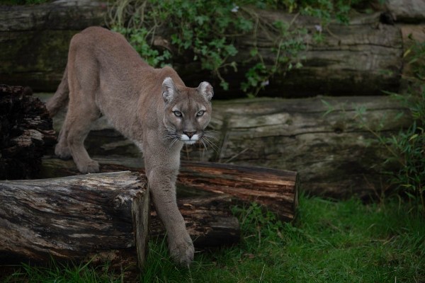 mountain lion stalked hikers