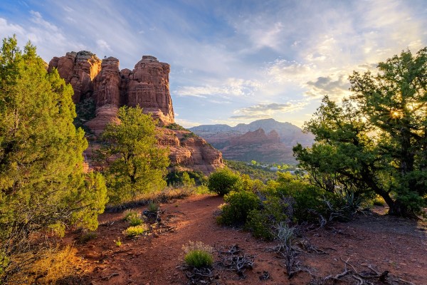 sedona javelinas