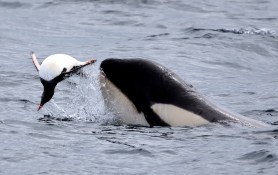 orcas penguin