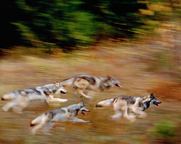 wolf herd road