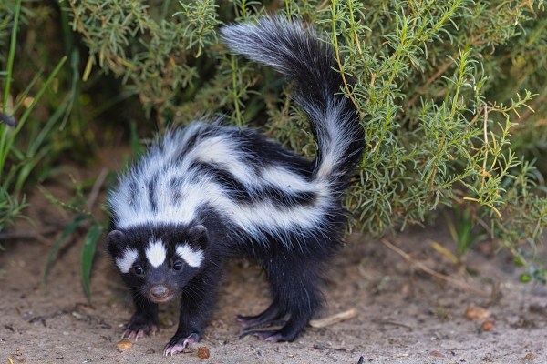 skunk jar