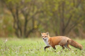 fox dog