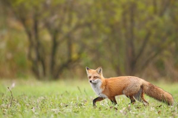 fox dog
