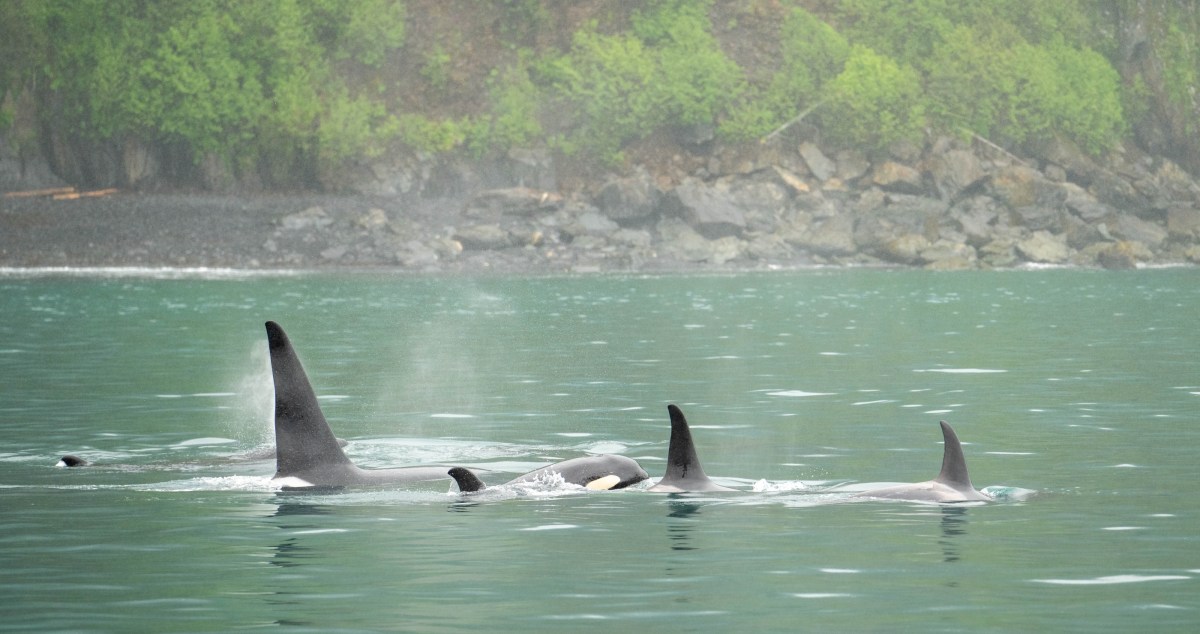 Killer Whales Caught Doing Very Unique Behavior