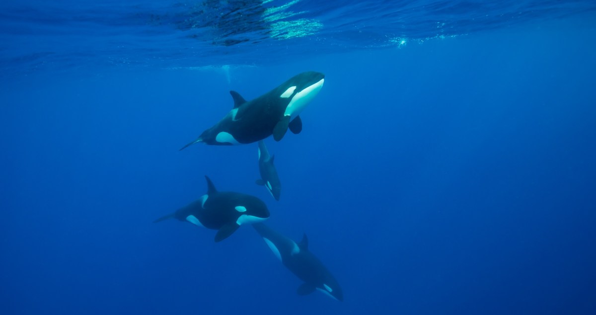 Killer Whales Caught Doing Very Unique Behavior