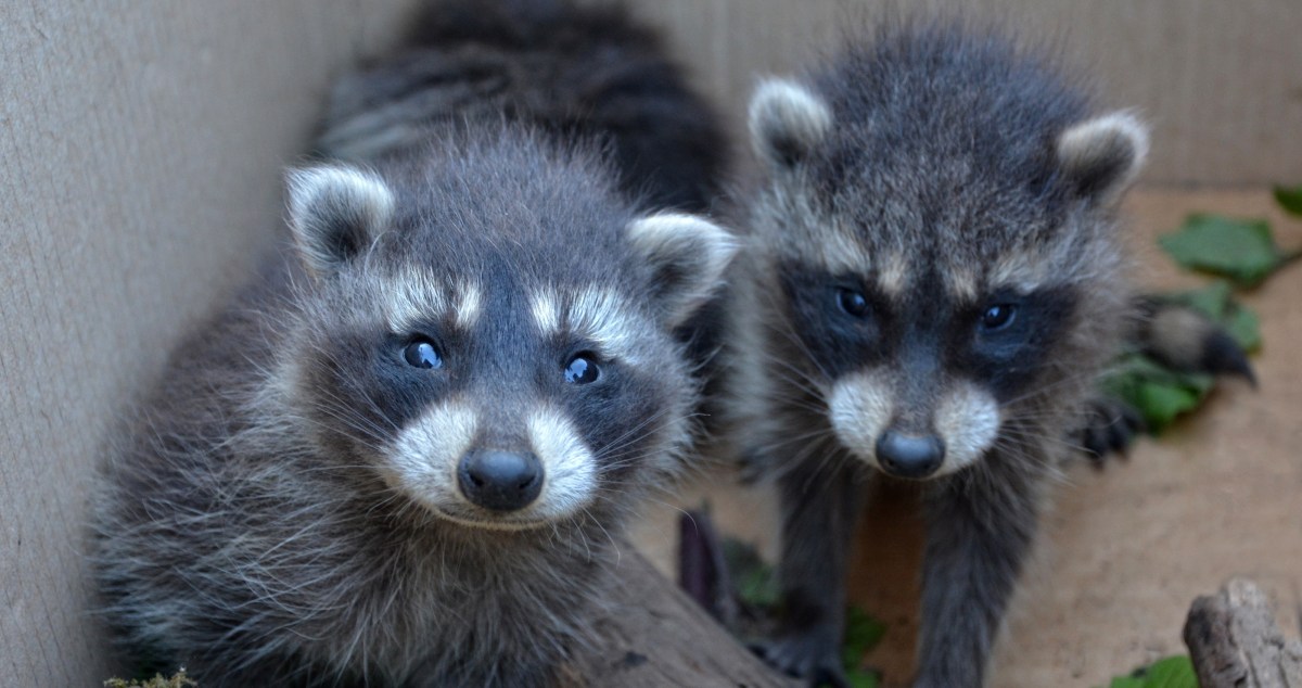 This Raccoon Reunion Just May Be The Sweetest Story of 2025