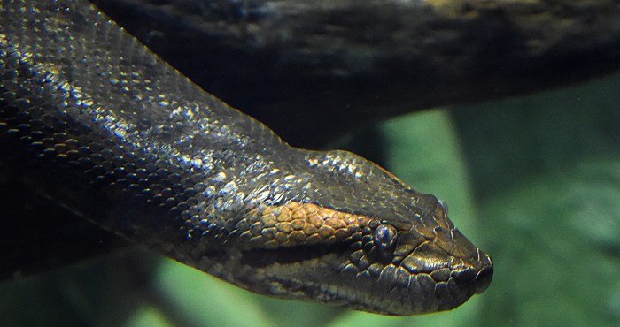 Will Smith Partakes In The Discovery Of A New Anaconda Species