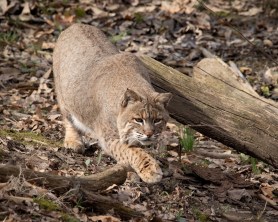 bobcat vs. bobcat campground