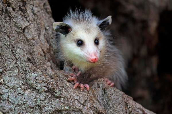find the opossum