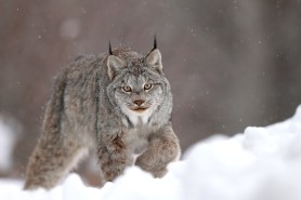 lynx ski canada