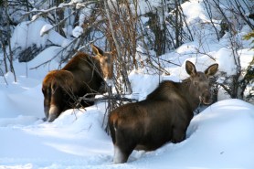 skier moose