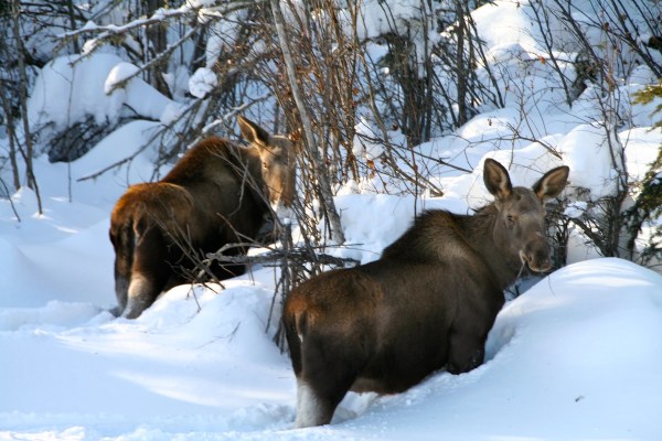 skier moose