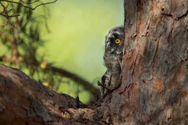 find the owl