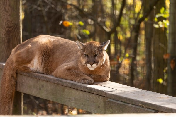 cougar canada