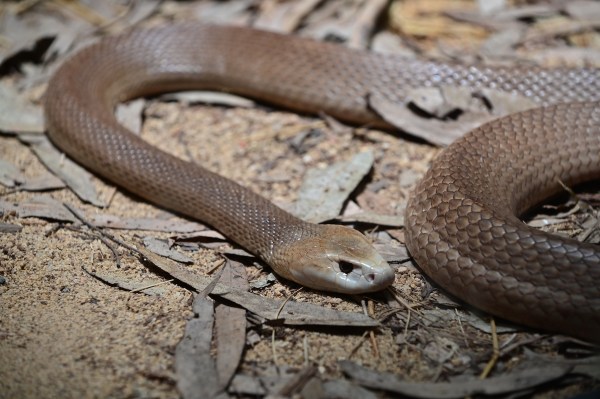 deadly snake golf