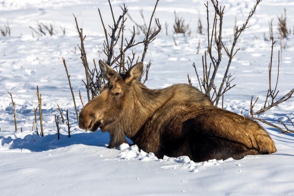 moose stuck snow